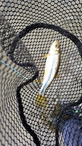 カワムツの釣果