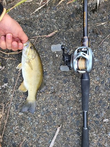 スモールマウスバスの釣果