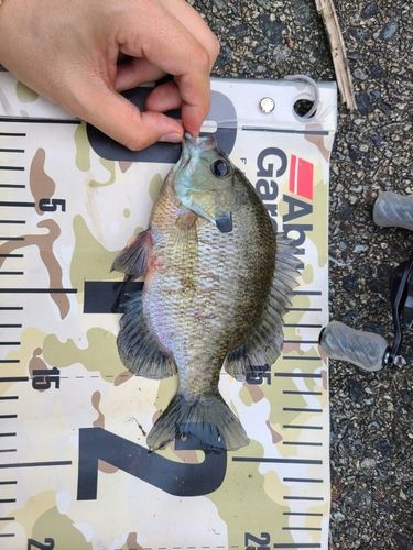 ブルーギルの釣果