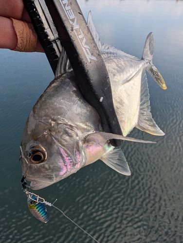 メッキの釣果