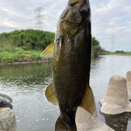 スモールマウスバス