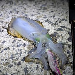 アオリイカ