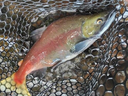 ヒメマスの釣果