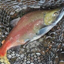 ヒメマス