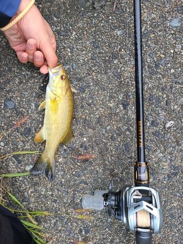 スモールマウスバスの釣果