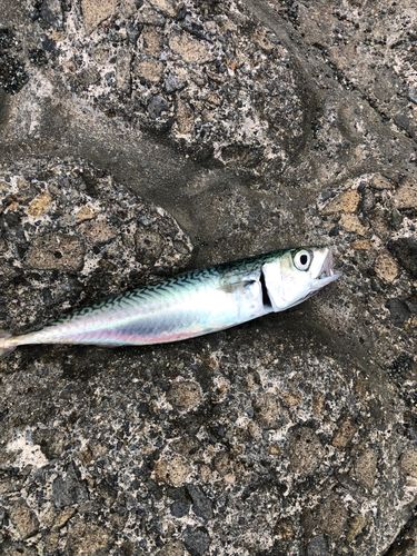 サバの釣果