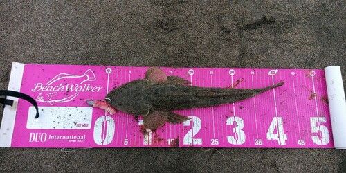 マゴチの釣果