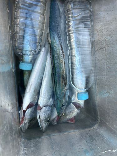 サゴシの釣果