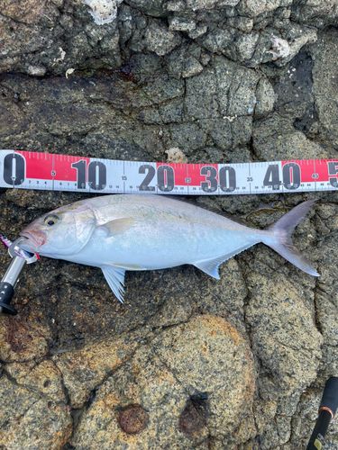 ネリゴの釣果