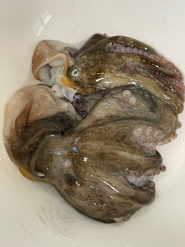 タコの釣果