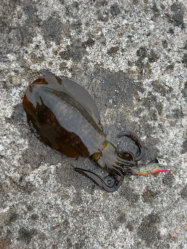 アオリイカの釣果