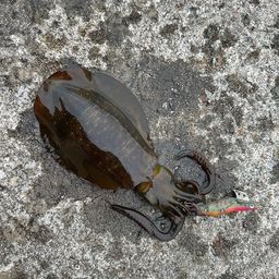 アオリイカ