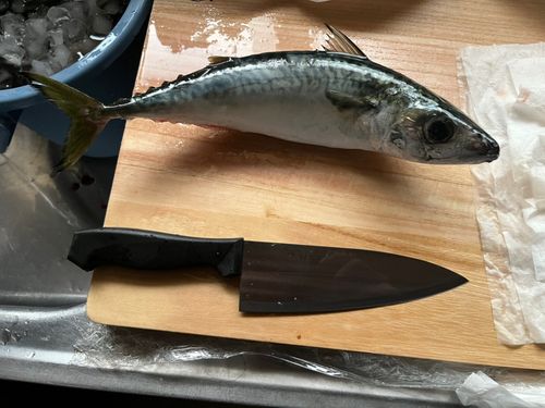 サバの釣果