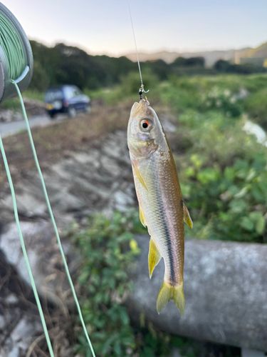 ウグイの釣果