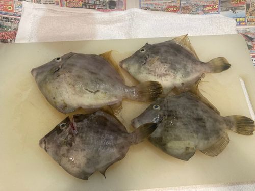 カワハギの釣果