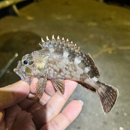 ハゼ