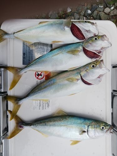 ワカシの釣果