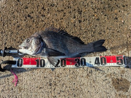 チヌの釣果