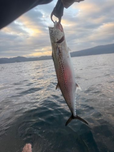 サゴシの釣果