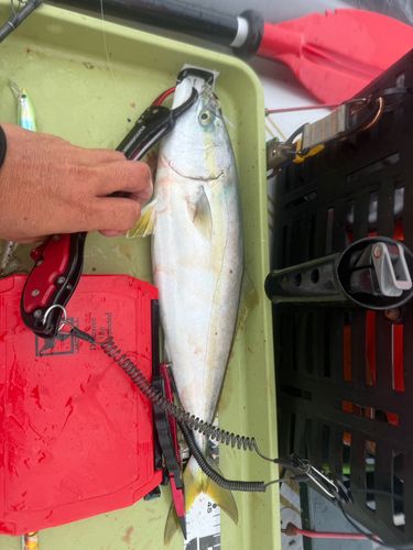 イナダの釣果