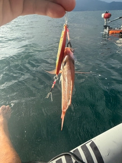 チャリコの釣果