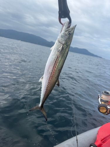 サゴシの釣果