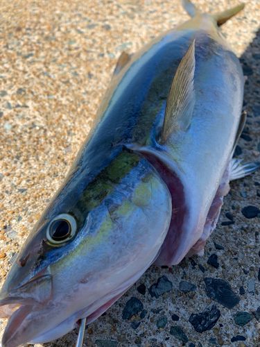 ツムブリの釣果