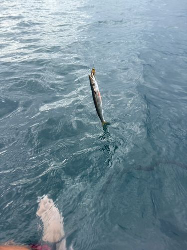 カマスの釣果