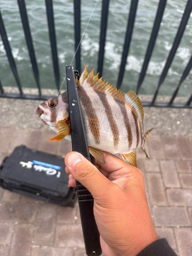 日立沖