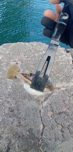 キタマクラの釣果
