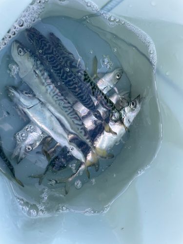 サバの釣果