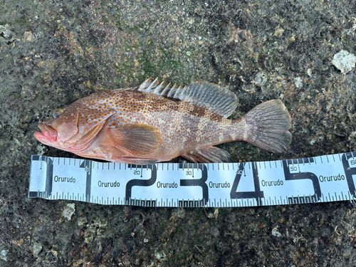 アコウの釣果