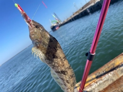 ハゴトコの釣果
