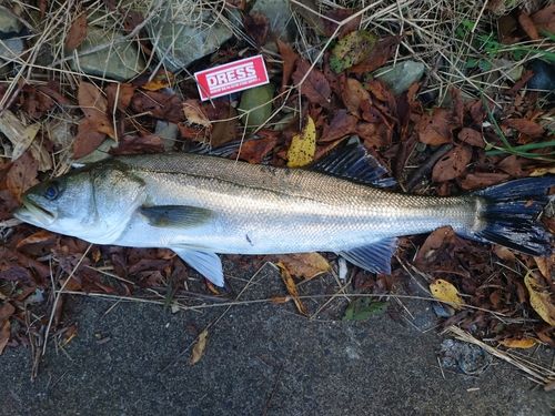 スズキの釣果