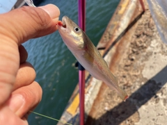 コマイの釣果