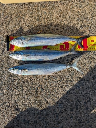 サゴシの釣果