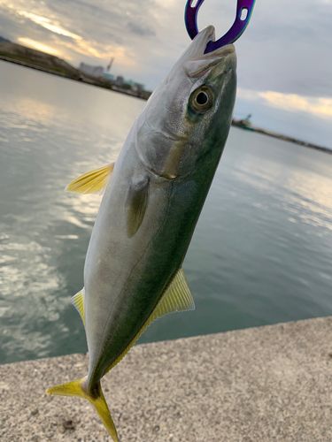 キジハタの釣果