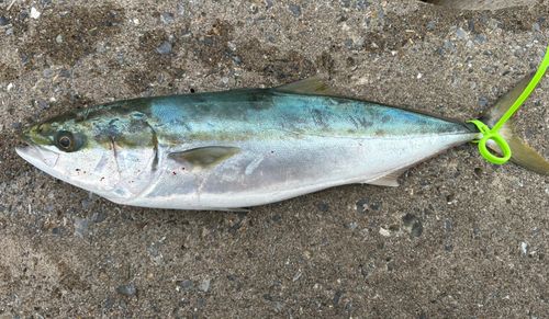 イナダの釣果