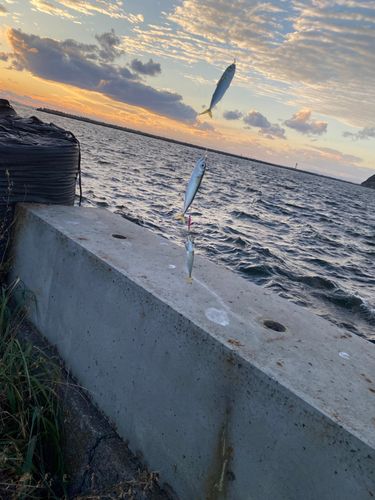 サバの釣果