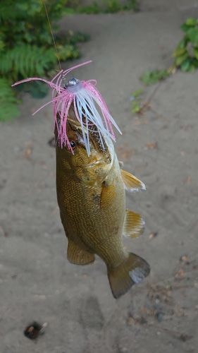 スモールマウスバスの釣果