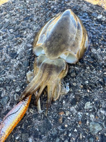 コウイカの釣果