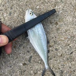 アジ