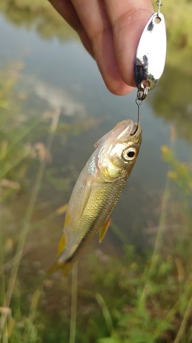カワムツの釣果