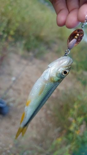 カワムツの釣果