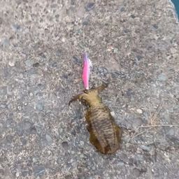 アオリイカ