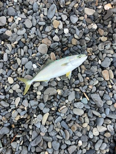ワカシの釣果
