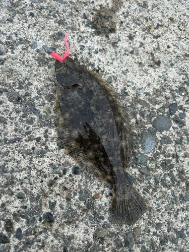 ソゲの釣果