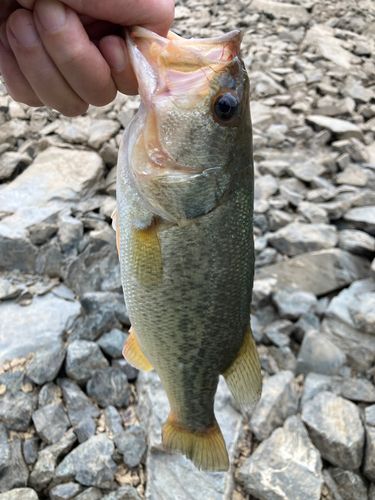 ブラックバスの釣果