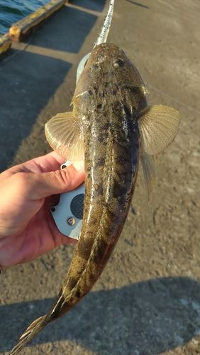 マゴチの釣果