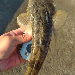マゴチ
